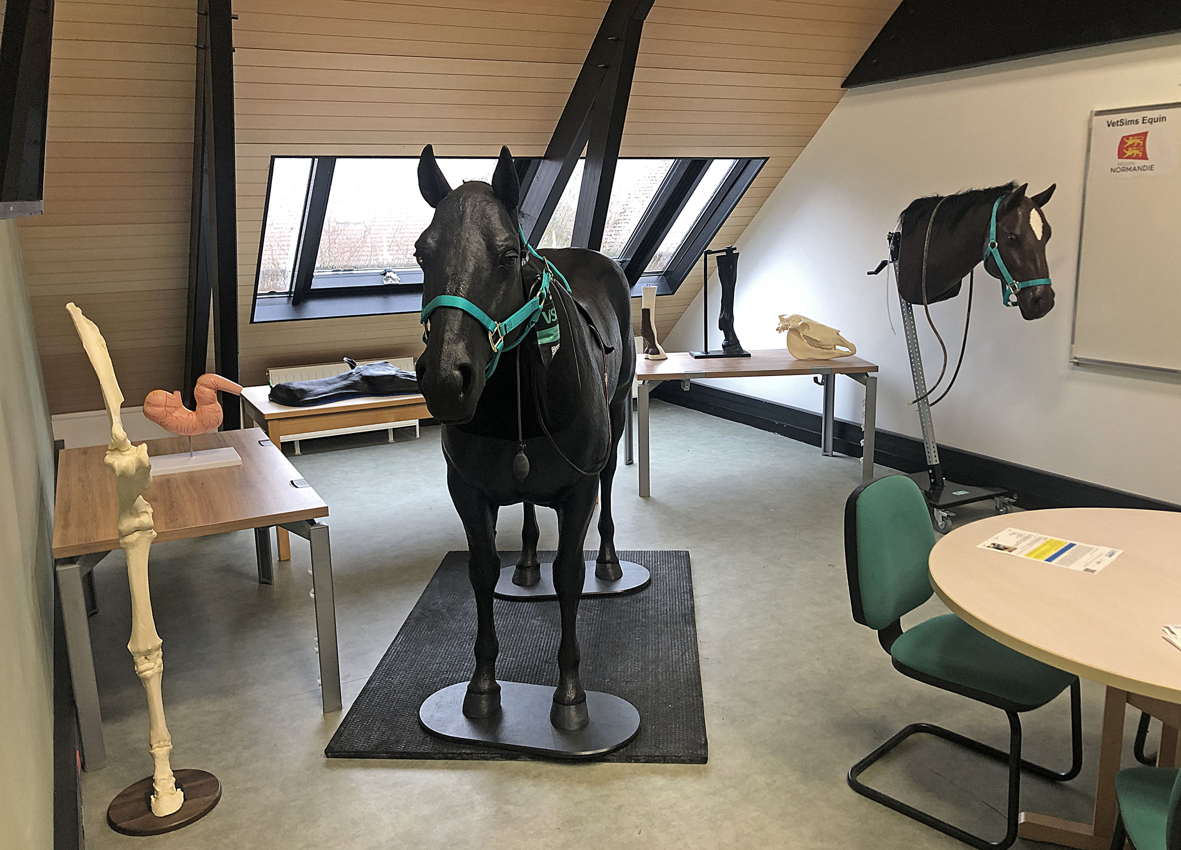 Vetsims cheval normandie
